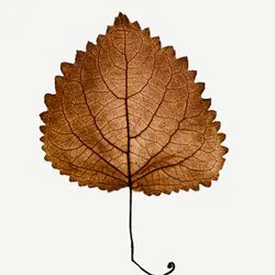 Akigalawood (nốt hoắc hương)