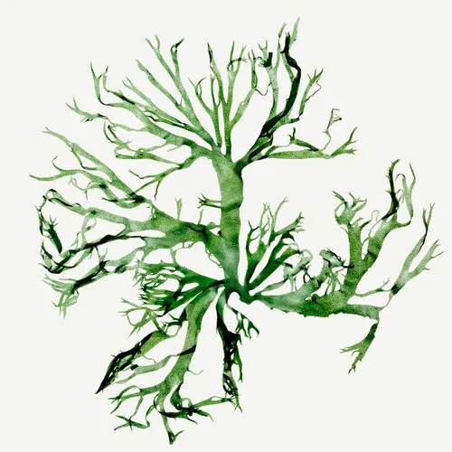 Rong biển / tảo biển